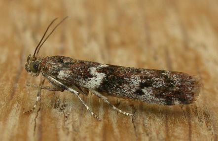 Ephestiopsis oenobarella