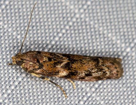 Ephestiopsis oenobarella