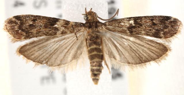 Ephestiopsis oenobarella