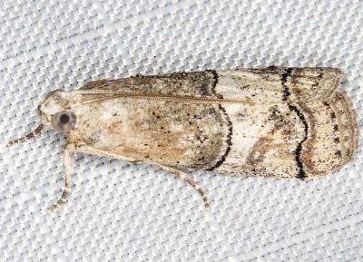 Lophothoracia omphalella