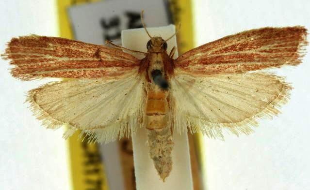 Lioprosopa rhodobaphella
