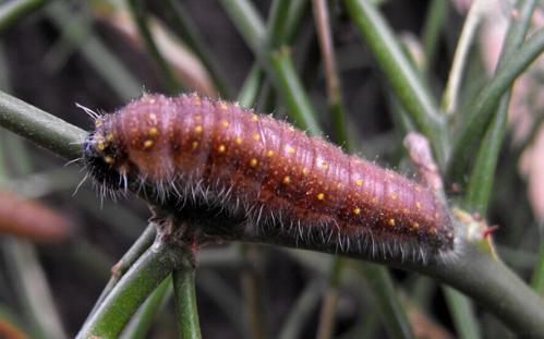 Belenois java larva