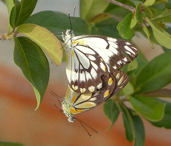 Belenois java