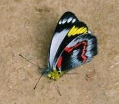 Delias nigrina