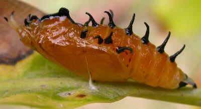 Delias nigrina
