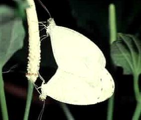 Leptosia nina