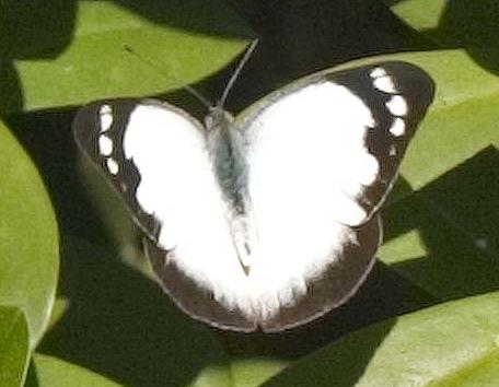 Appias paulina