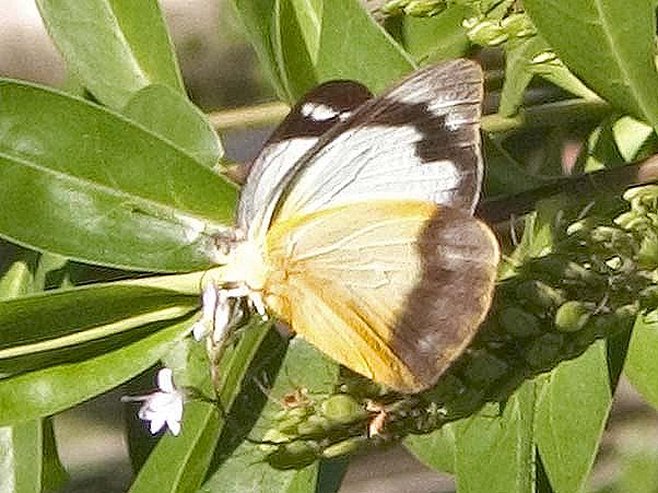 Appias paulina