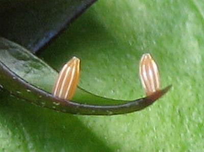 Cepora perimale