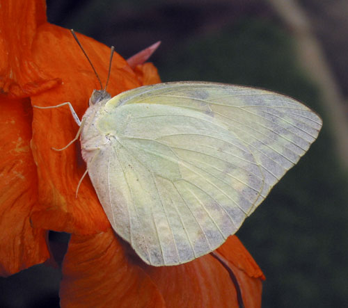 Catopsilia pomona