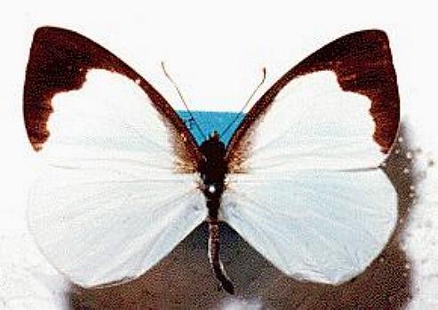 Elodina queenslandica