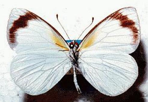 Elodina queenslandica