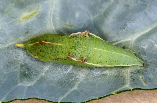 Pieris rapae
