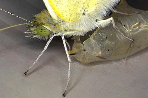 Pieris rapae
