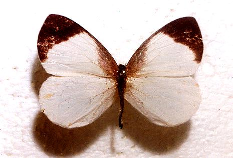 Elodina walkeri