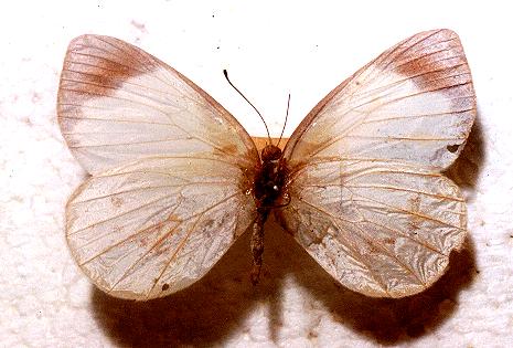 Elodina walkeri