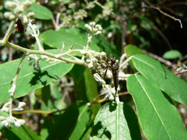 Astrotricha latifolia