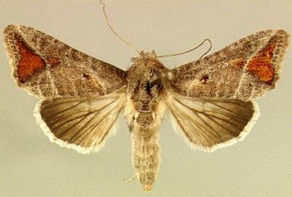 Autoplusia illustrata