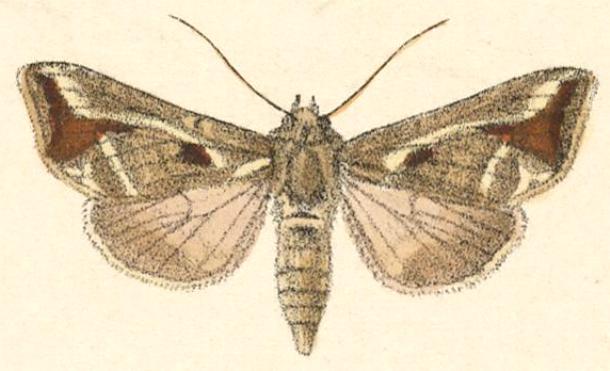 Autoplusia illustrata
