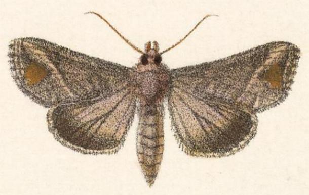 Autoplusia illustrata