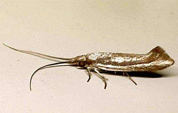 Tritymba stichogramma