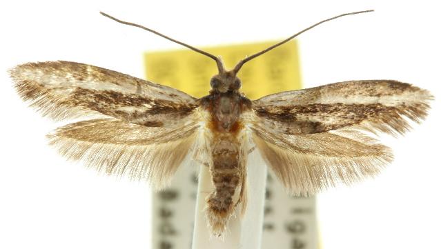 Tritymba stichogramma