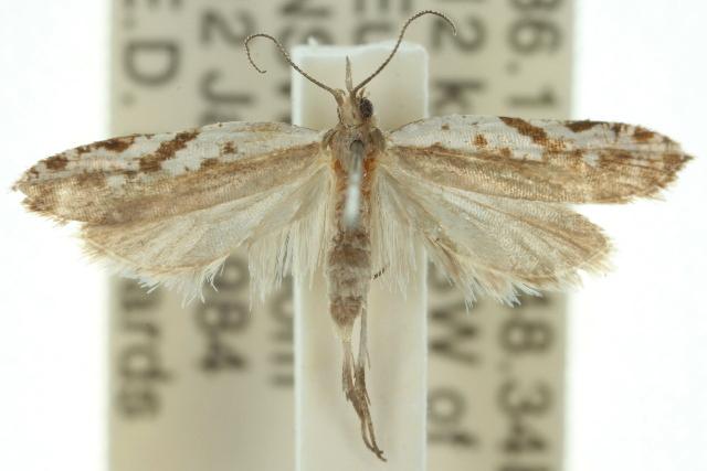 Phalangitis veterana