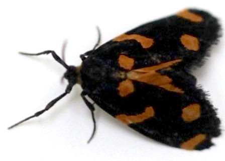 Lepidoscia bancrofti