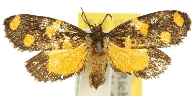 Lepidoscia bancrofti