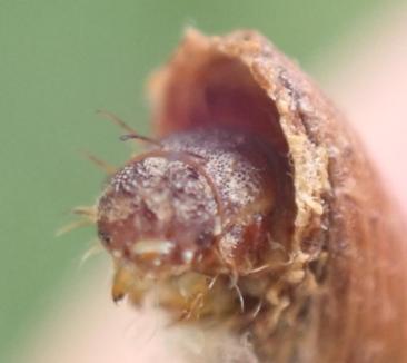 Piestoceros conjunctella