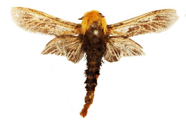 falcata