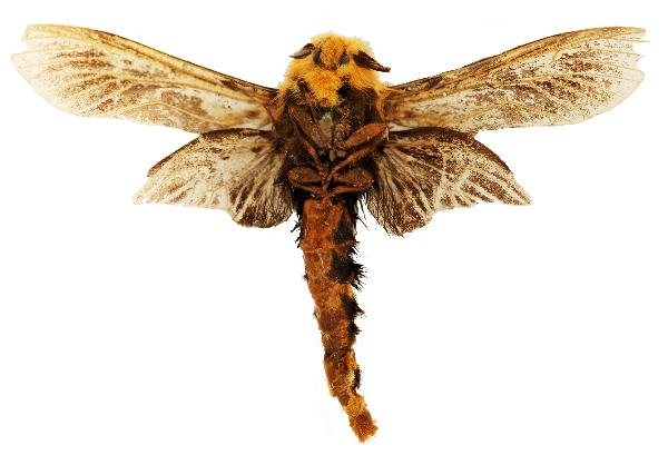 Metura falcata