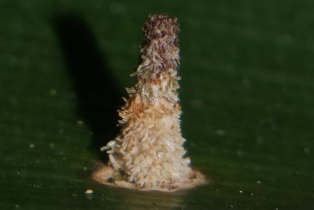 Conoeca guildingi