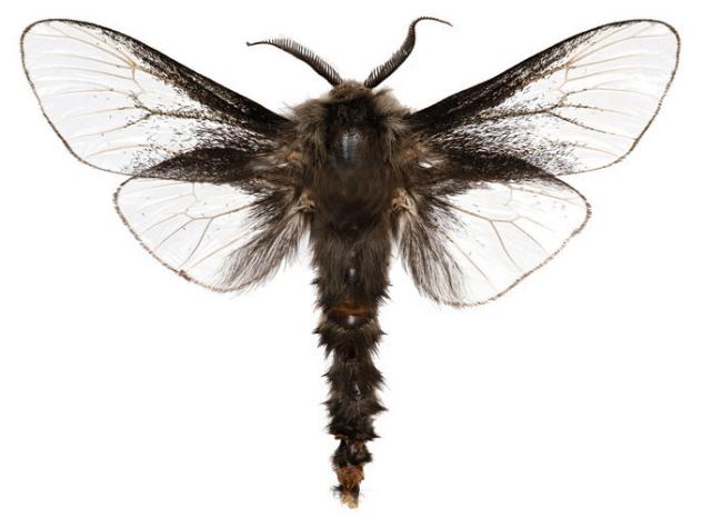 Bathromelas hyaloscopa