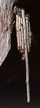 Clania ignobilis
