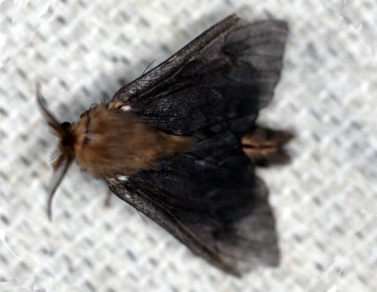 Clania ignobilis