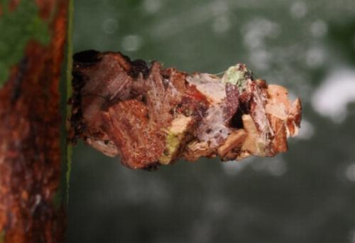 Lepidoscia lainodes