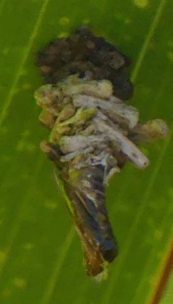 Lepidoscia lainodes