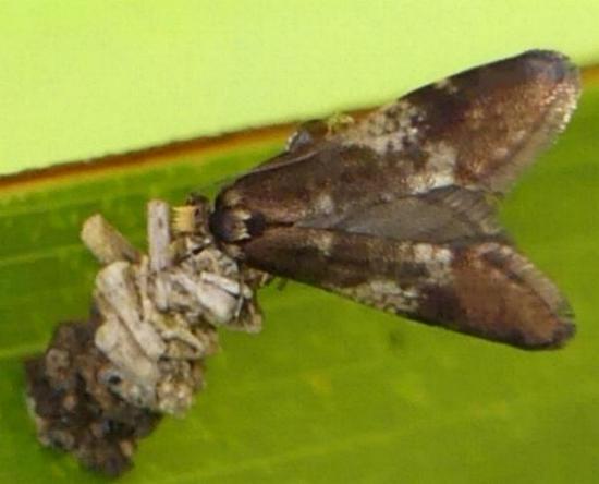 Lepidoscia lainodes
