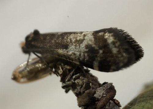 Lepidoscia lainodes