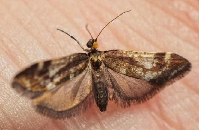 Lepidoscia lainodes