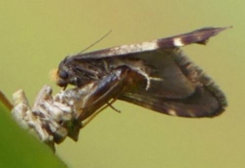 Lepidoscia lainodes