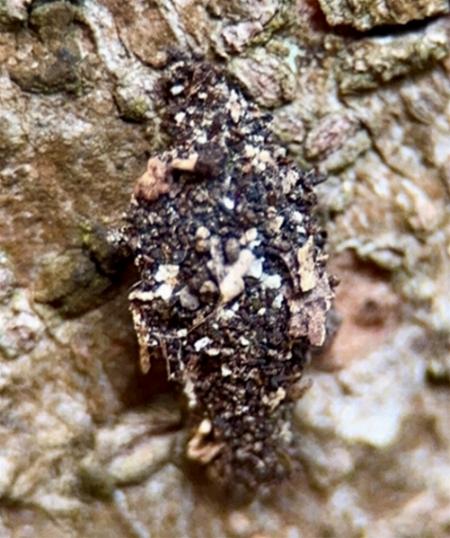 Cebysa leucotelus larval case