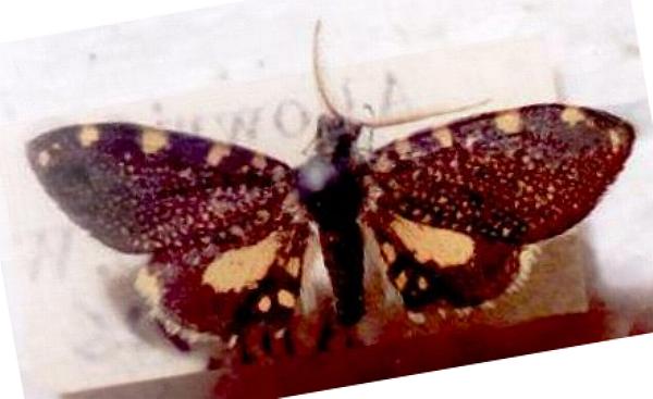 Cebysa leucotelus male