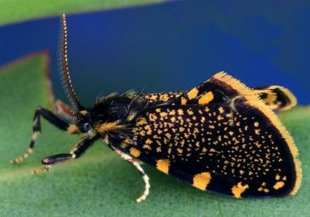 Cebysa leucotelus male