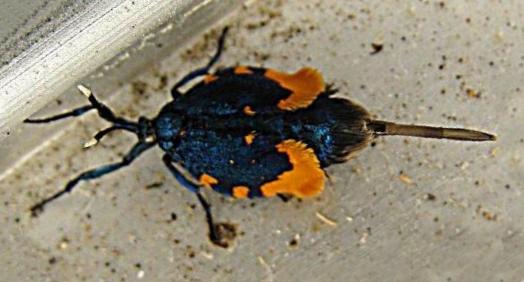 Cebysa leucotelus female