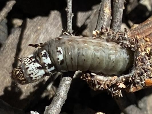 Clania lewinii