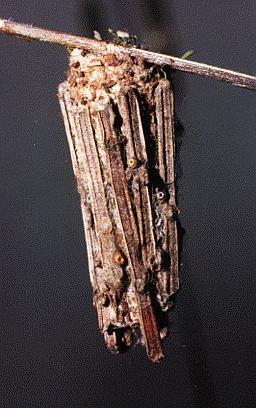 Clania lewinii
