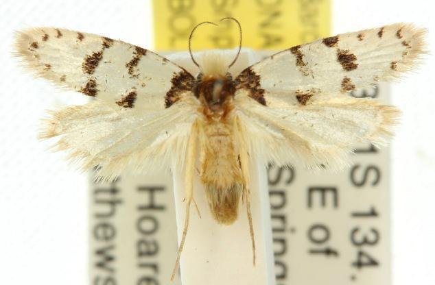Iphierga macarista