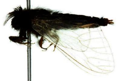 Hyaloptila melanosoma